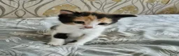 Mixed Breed cats for sale: Kittens 😸  - Advert 3