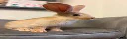 Continental Giant rabbits for sale: Pure Bred Continental Giants  - Advert 15