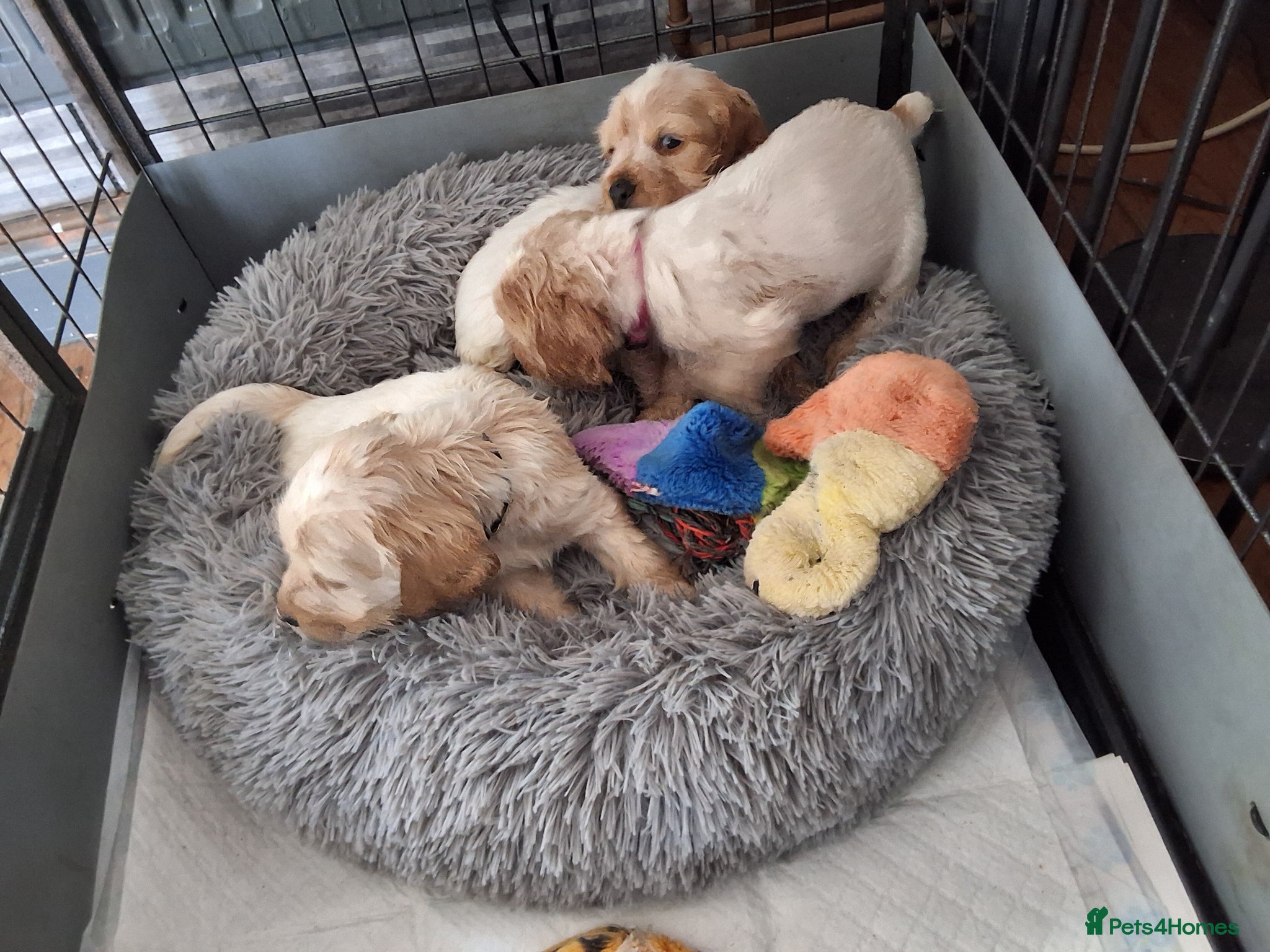 Cocker Spaniel dogs KC registered Show Cocker - Advert 2