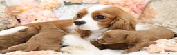 Cavapoo dogs for sale: *HEALTH TESTED* CAVAPOOS - Advert 22