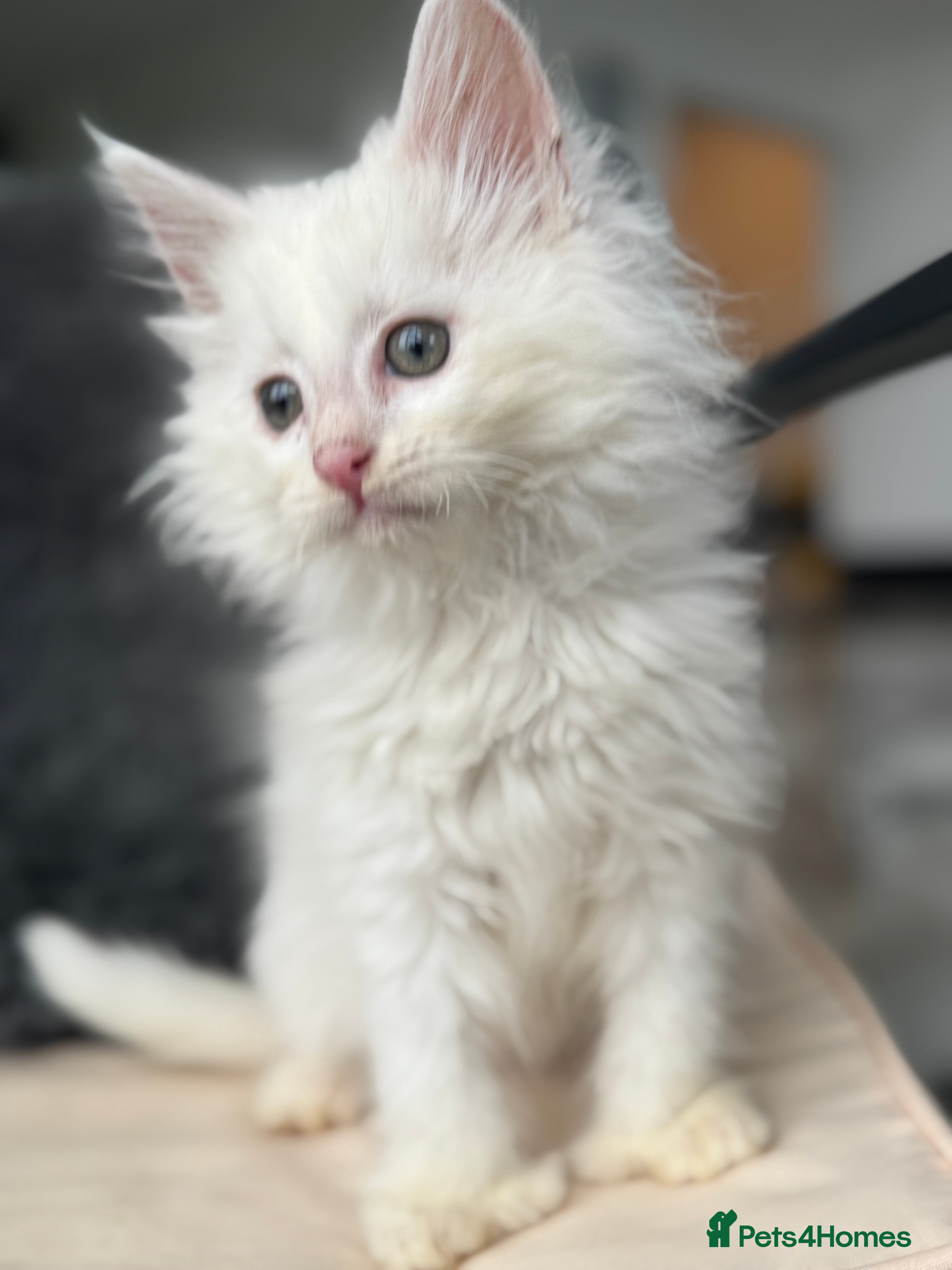 Maine Coon cats White POLYDACTYL Maine Coon Kitten 🩷 - Advert 10