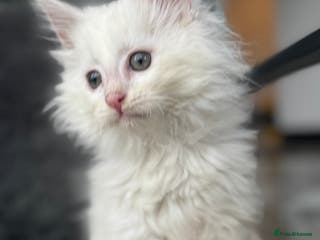 Maine Coon cats White POLYDACTYL Maine Coon Kitten 🩷 - Advert 10