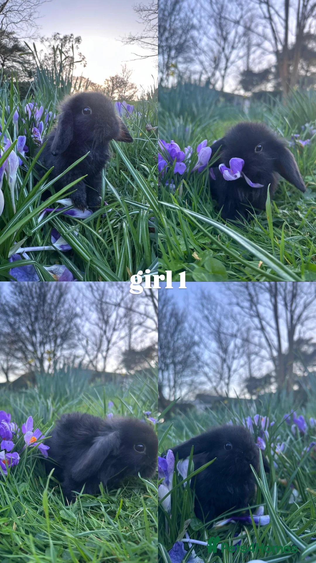 Mini Lop rabbits for sale: HAND-RAISED, FRIENDLIEST AND HOPPIEST BUNNYS 🥰🐰 - Advert 2