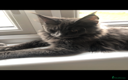 Maine Coon cats for sale: Black/Blue Smoke Maine Coon - Image 20