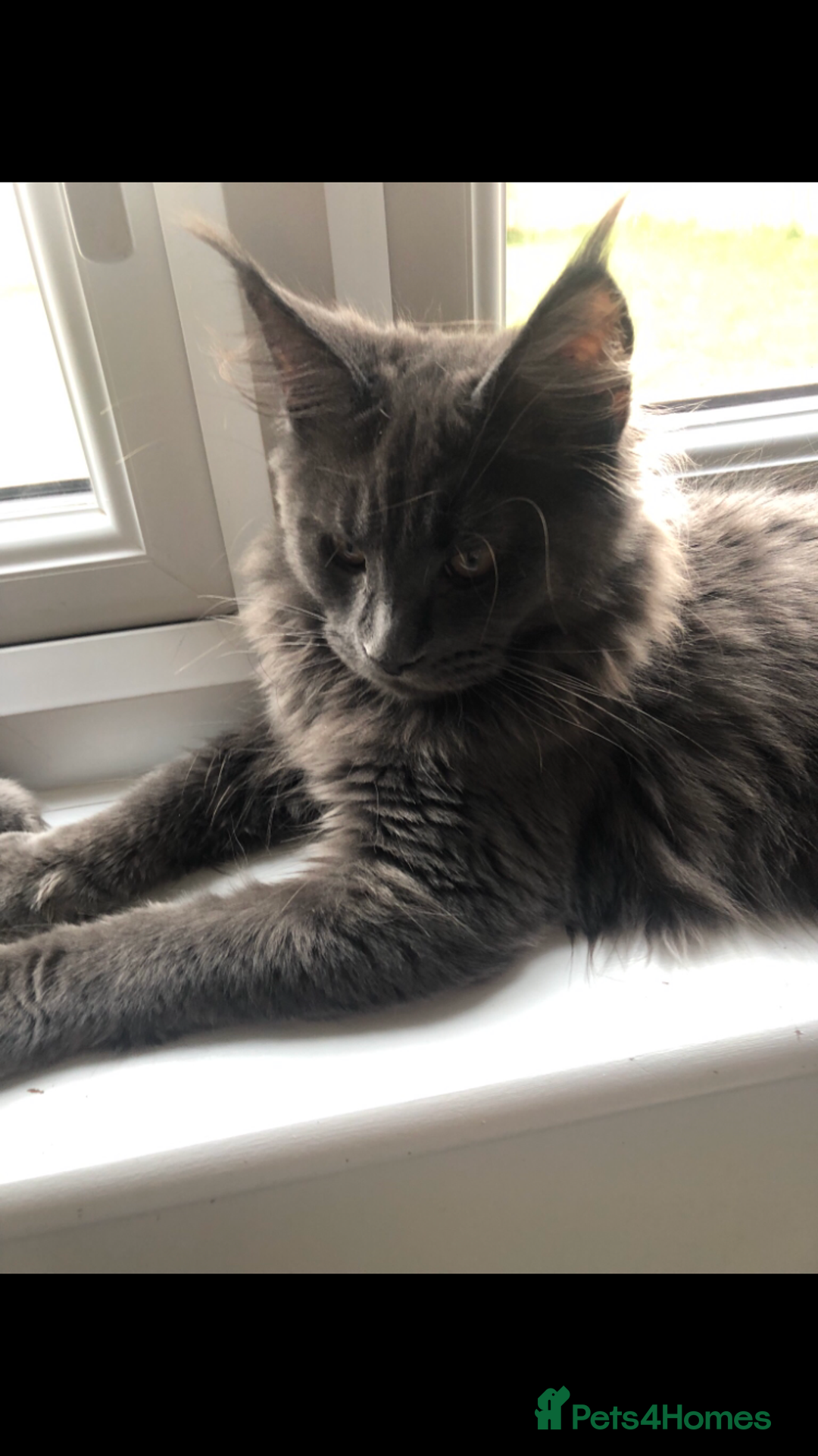 Maine Coon cats for sale: Black/Blue Smoke Maine Coon - Image 20