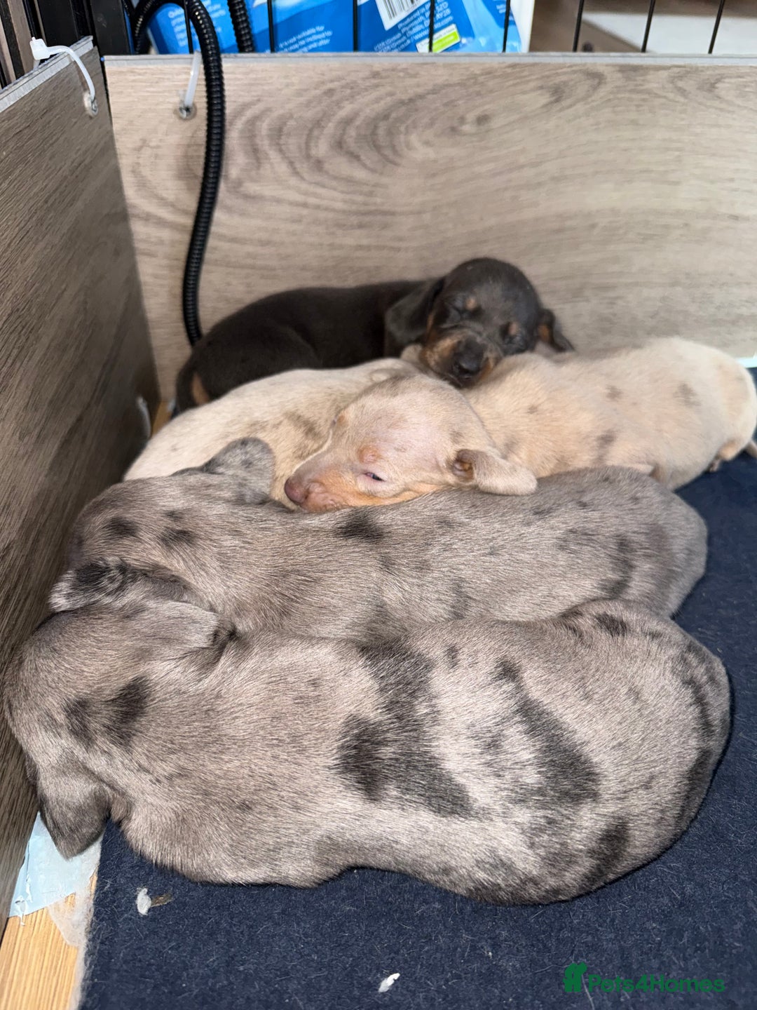 Miniature Dachshund dogs for sale: KC Registered Miniature Dachshunds - Advert 11