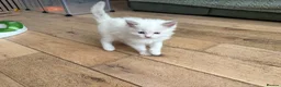 Ragdoll cats for sale: Pure ragdolls kittens  - Advert 19