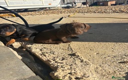 Miniature Dachshund dogs for sale: true miniature dachshunds - Image 11