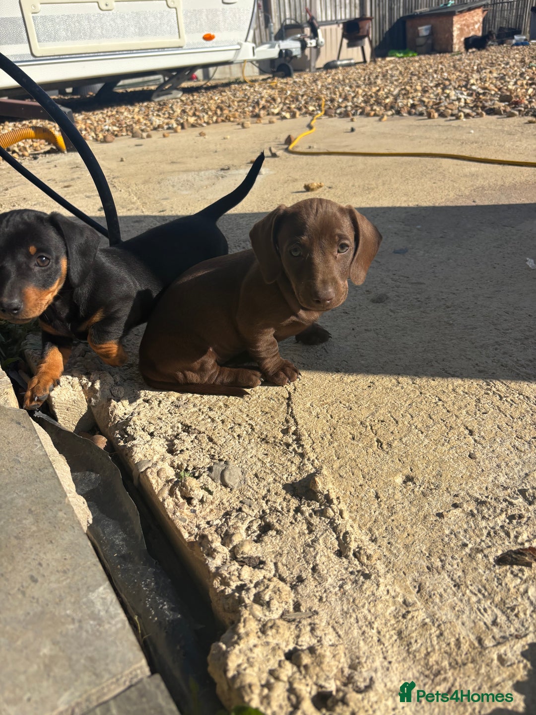 Miniature Dachshund dogs for sale: true miniature dachshunds - Image 11