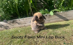 Dwarf Lop rabbits for sale: Dwarf and Mini Lop youngsters in Loughborough - Image 1