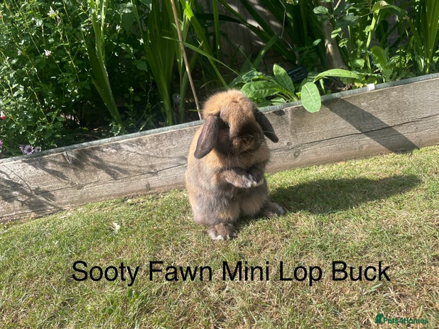 Dwarf Lop rabbits in Loughborough - Advert 15