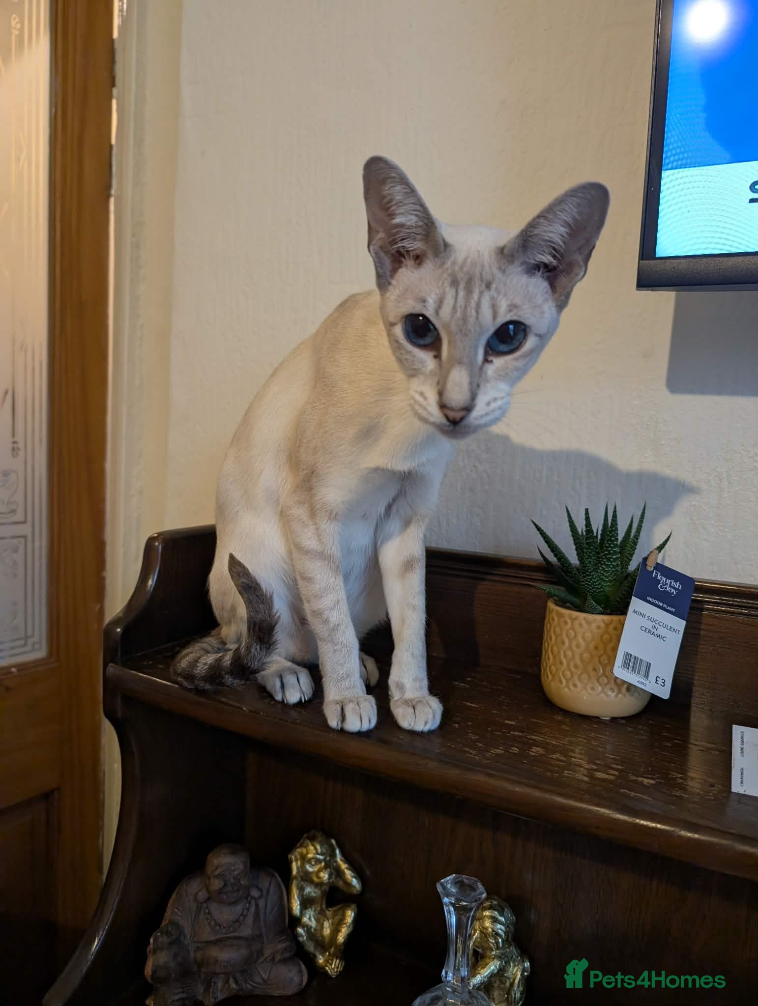 Siamese cats 1 male and 2 female siamese - Advert 8