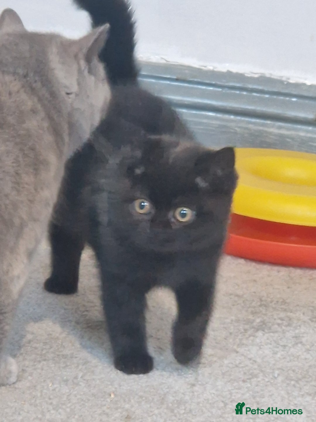 British Shorthair cats for sale: British Shorthair Kittens - Advert 10