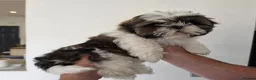 Shih Tzu dogs for sale: Shih Tzu - Advert 4