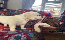 Golden Retriever dogs for sale: Stunning Pale Cream Fluffy Golden Retrievers - Image 13