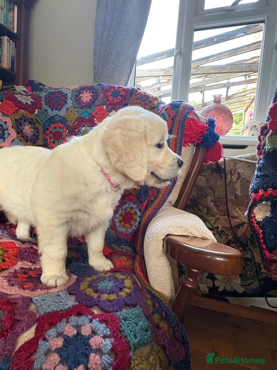 Golden Retriever dogs for sale: Stunning Pale Cream Fluffy Golden Retrievers - Image 13