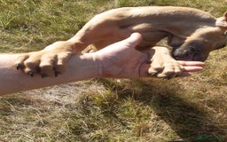 Rhodesian Ridgeback dogs for sale: 🦁KC RHODESIAN RIDGEBACKS PUPPIES🦁  - Image 9