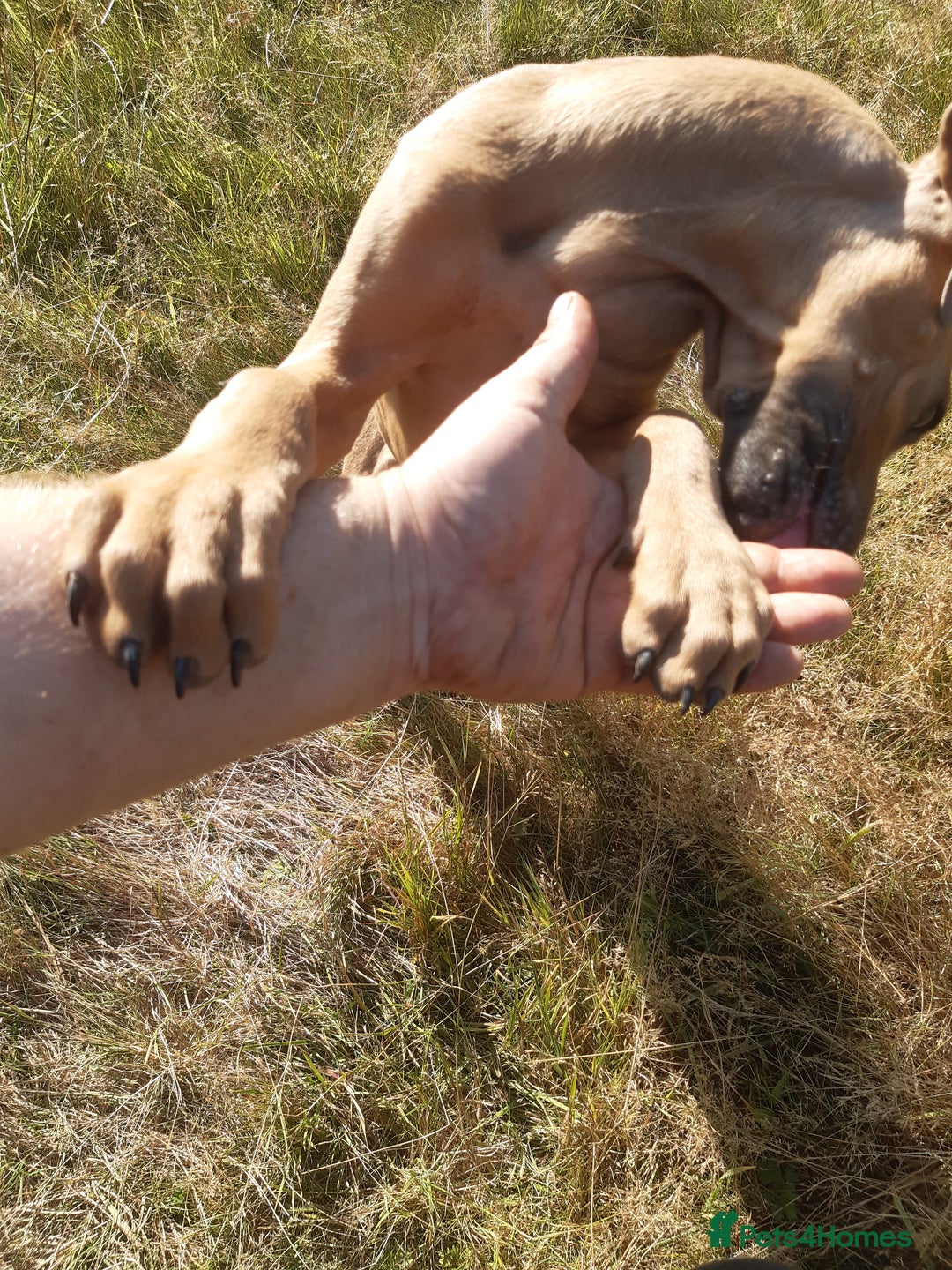 Rhodesian Ridgeback dogs for sale: 🦁KC RHODESIAN RIDGEBACKS PUPPIES🦁  - Image 9
