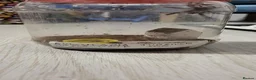 Spiders invertebrates for sale: Avic Jurensis in Shoreham-by-Sea - Advert 2