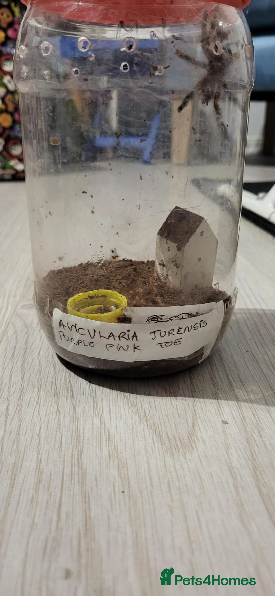 Spiders invertebrates for sale: Avic Jurensis in Shoreham-by-Sea - Advert 2