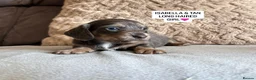Miniature Dachshund dogs for sale: MINIATURE DACHSHUND PUPPIES🐾 - Advert 25