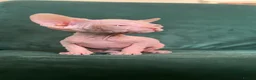 Sphynx cats for sale: Quality Health Tested Sphynx Kittens  - Advert 13