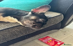 French Bulldog dogs for sale: Last boy for sell needs his forever home  - Image 3