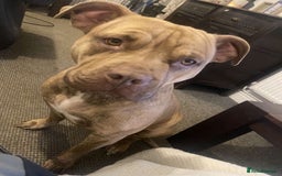 American Bulldog dogs for sale: Roxy is a lovely classic American bully  - Image 5