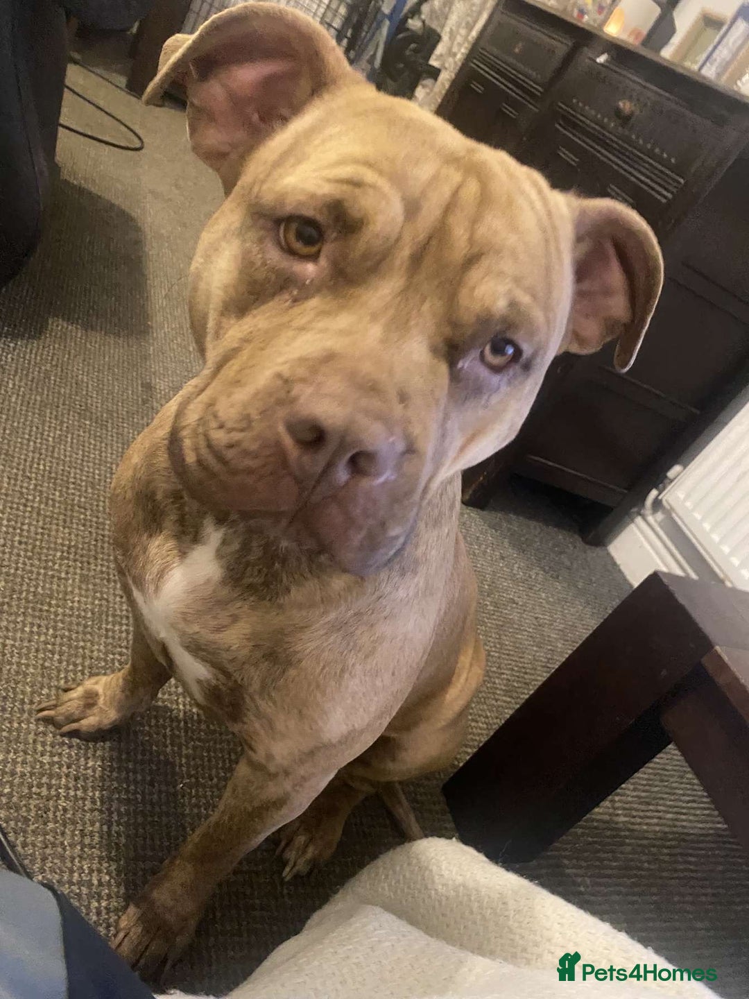 American Bulldog dogs for sale: Roxy is a lovely classic American bully  - Image 5