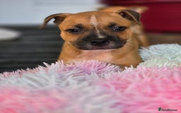 Staffordshire Bull Terrier dogs for sale: !READY NOW! KC Reg Quality Red Staffy Puppies  - Image 29