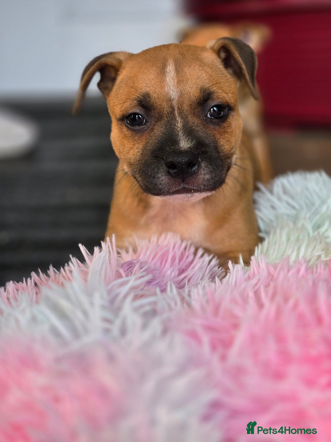 Staffordshire Bull Terrier dogs for sale: !READY NOW! KC Reg Quality Red Staffy Puppies  - Image 29
