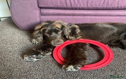 Sprocker dogs for sale: Male Chocolate  Sprocker Spaniel  - Image 13