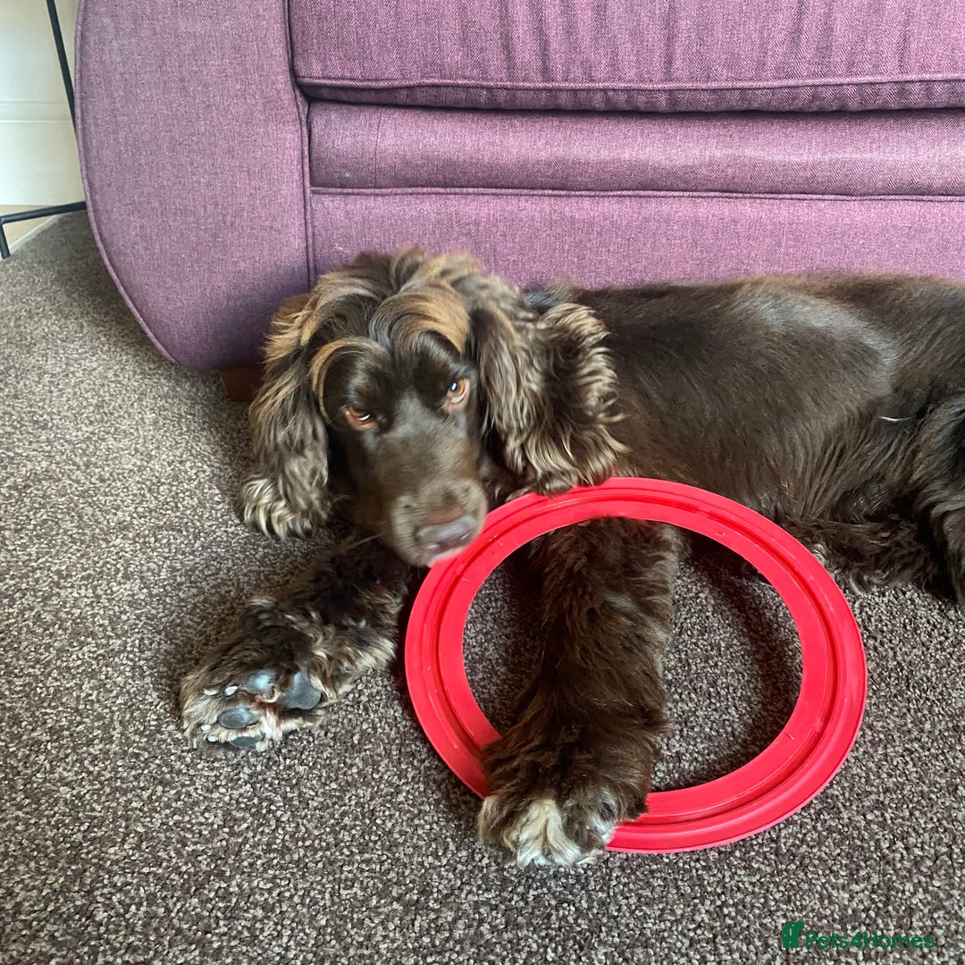Sprocker dogs for sale: Male Chocolate  Sprocker Spaniel  - Image 13