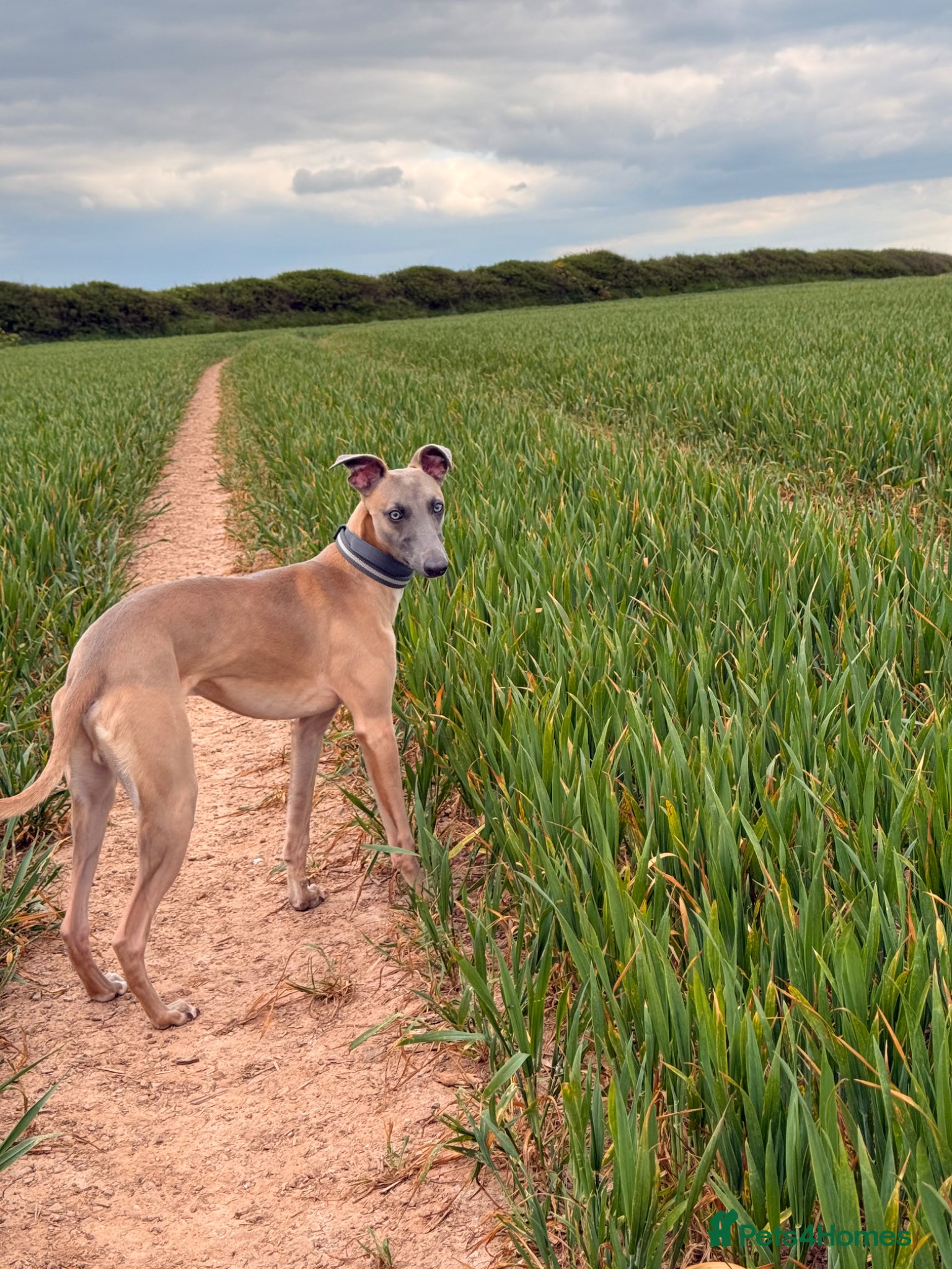 Whippet dogs Whippet  - Advert 2