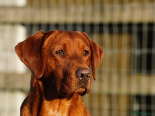 Labrador Retriever dogs ✨PROVEN FULLY HEALTH TESTED WORKING RED LABRADOR✨ in Hawes - Advert 2
