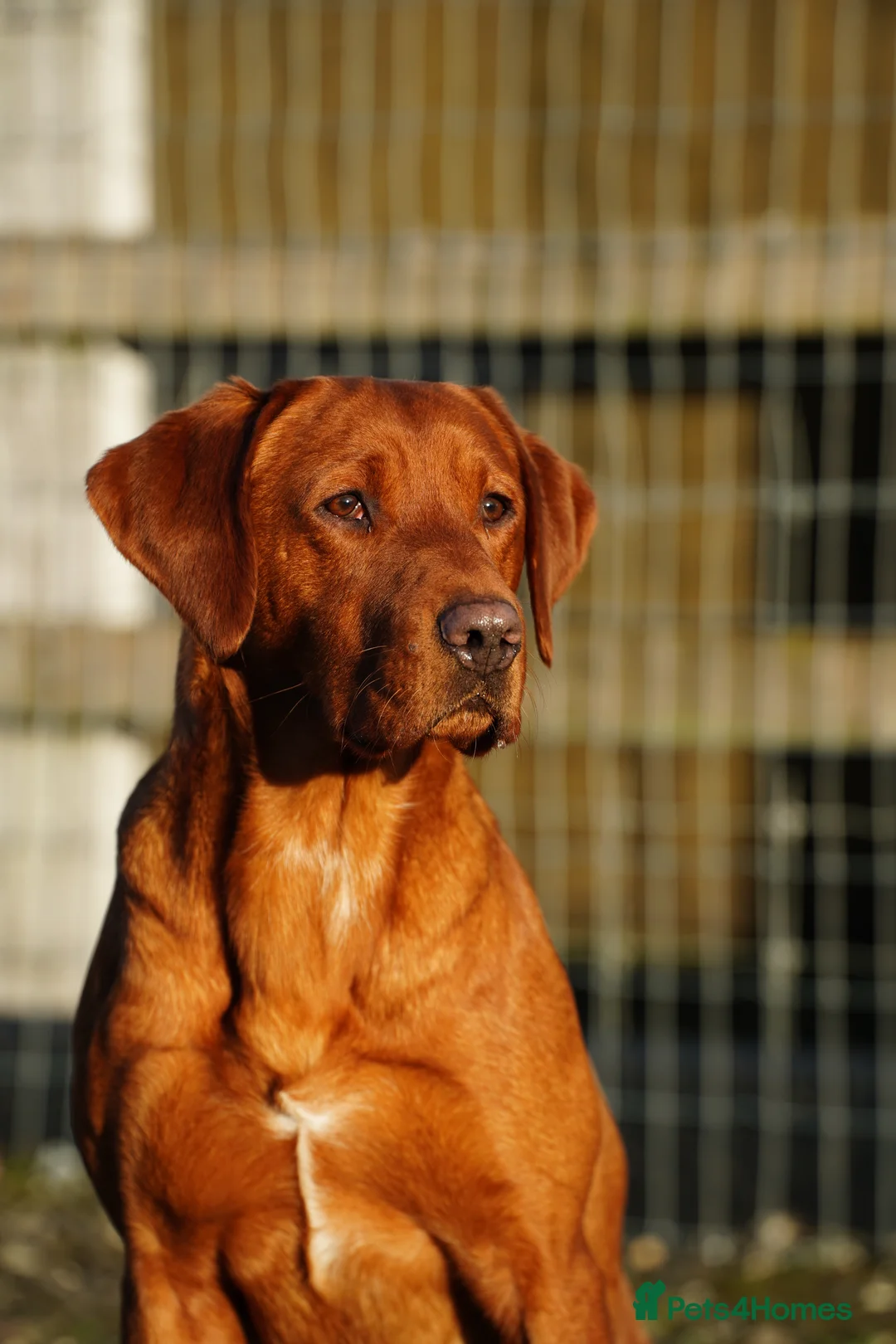 Labrador Retriever dogs for stud: ✨PROVEN FULLY HEALTH TESTED WORKING RED LABRADOR✨ in Hawes - Advert 3