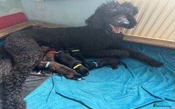 Mixed Breed dogs for sale: F1 Saint Bernedoodles - Image 1
