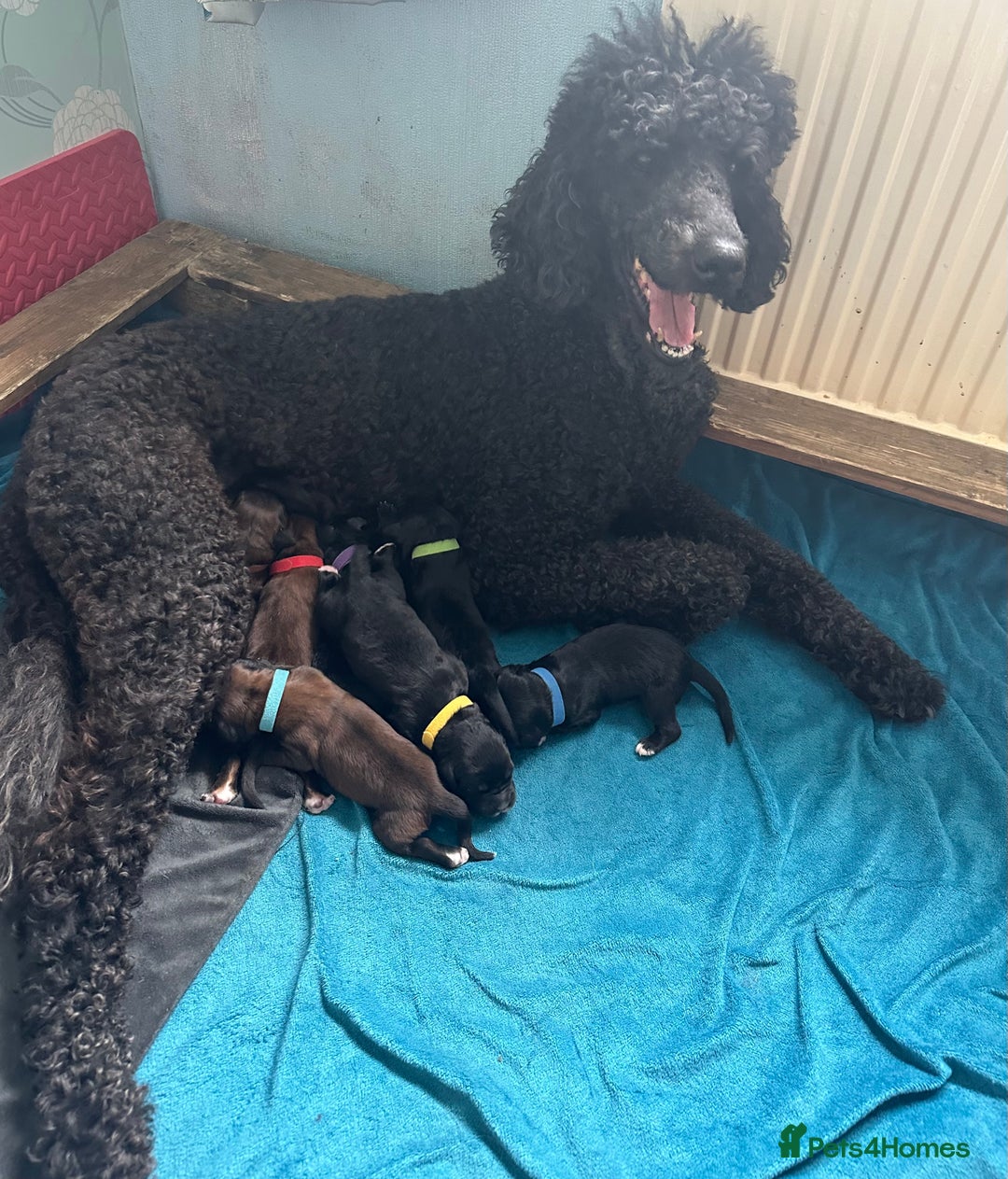 Mixed Breed dogs for sale: F1 Saint Bernedoodles - Image 1