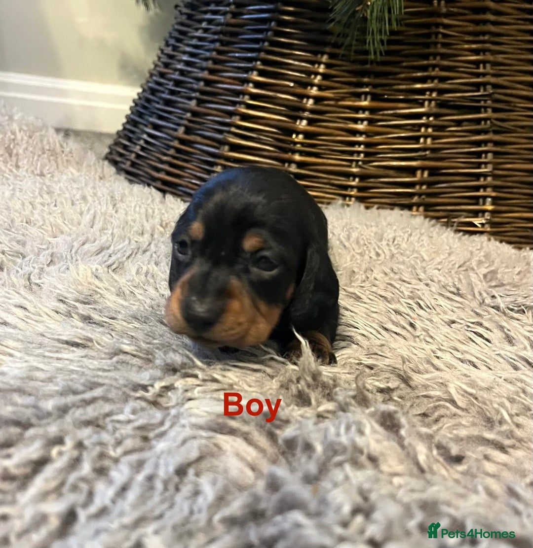 Miniature Dachshund dogs for sale: KC reg PRA clear Mini smooth Dachshund pups - Advert 9