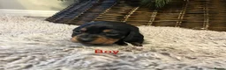 Miniature Dachshund dogs for sale: READY TO GO, 1 girl left! KC, PRA clear  - Advert 18