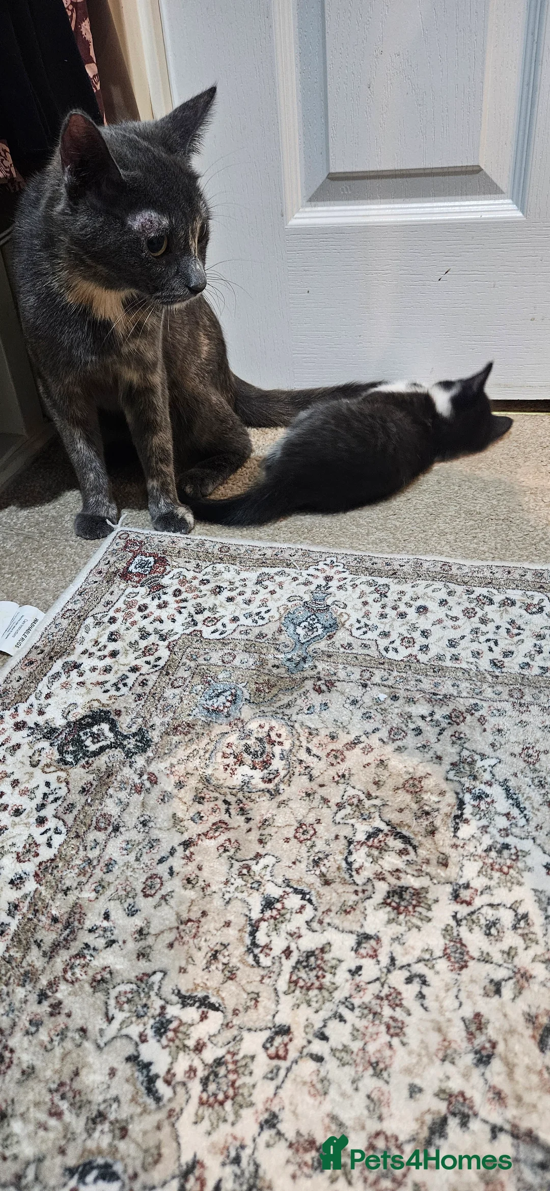 Mixed Breed cats for sale: Beautiful mix of tortielle and tabby  in Rochdale - Advert 2