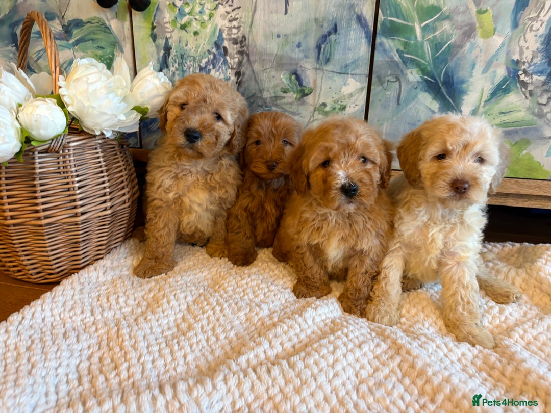 Cockapoo dogs for sale: Cockapoo F1b show type pups, PRIZEWINNING LINES - Advert 5