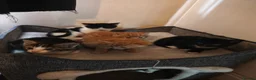 Mixed Breed cats for sale: kittens  in Wigan - Advert 8