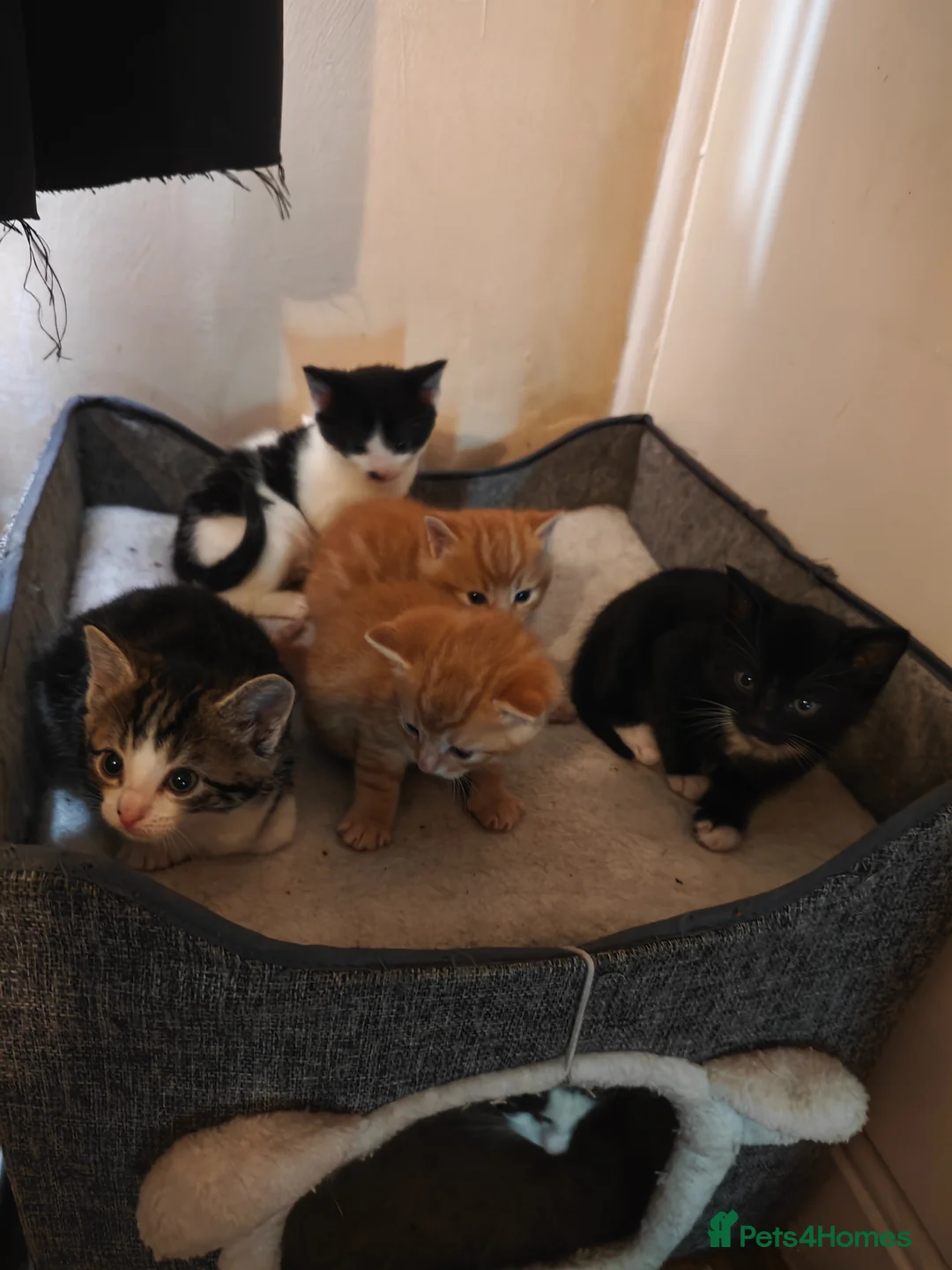 Mixed Breed cats for sale: kittens  in Wigan - Advert 8