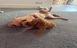 Toy Poodle dogs for sale: Toy puddle  - Image 9