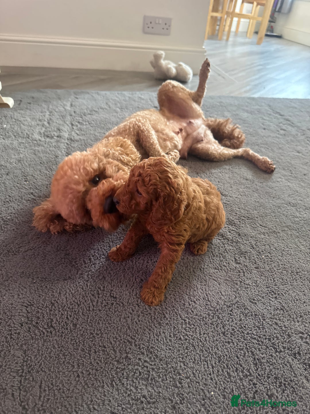 Toy Poodle dogs for sale: Toy puddle  - Image 9