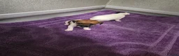 Jack Russell dogs for sale: Jack russell pups  in Stevenston - Advert 20