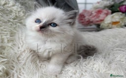 Ragdoll cats for sale: Only Two Kittens Available ready to go 🐾 - Image 6