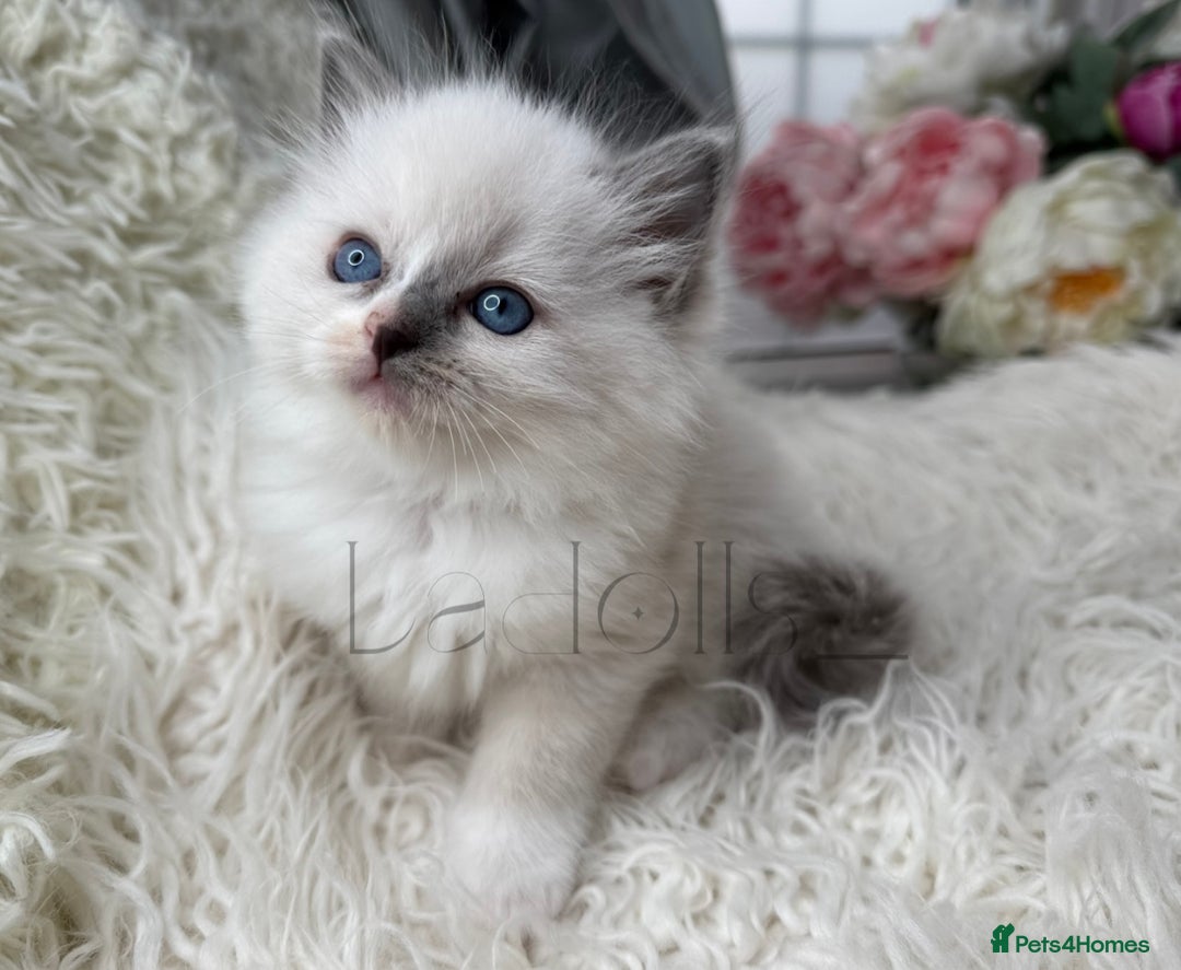 Ragdoll cats for sale: Only Two Kittens Available ready to go 🐾 - Image 6