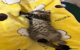 Mixed Breed cats for sale: Kittens lovely kittens  - Advert 15